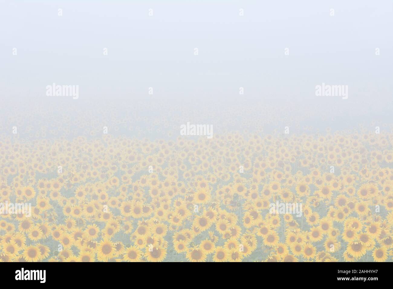 Sunflower field with lifting fog in Harford County, Maryland. Stock Photo