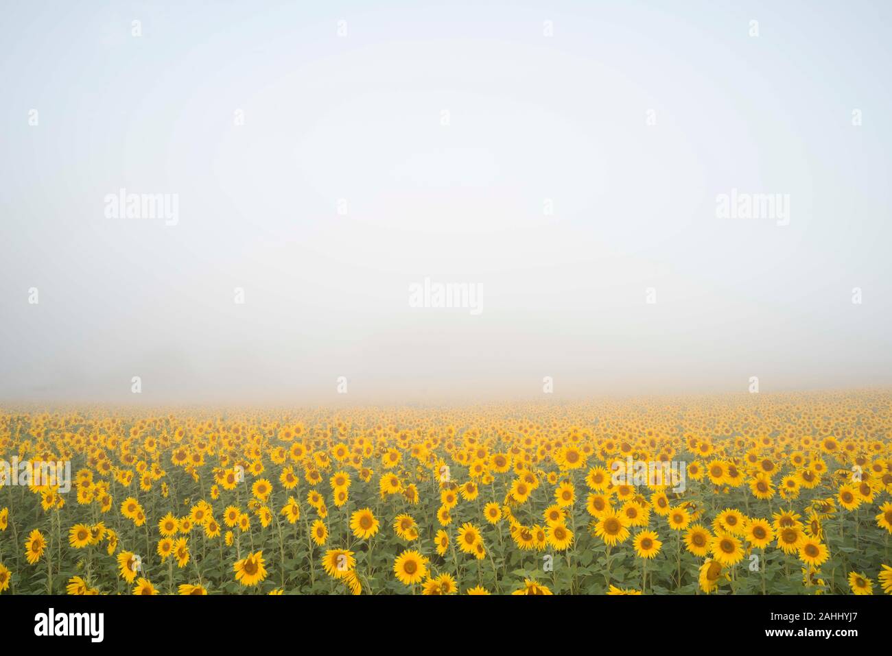 Sunflower field with lifting fog in Harford County, Maryland. Stock Photo