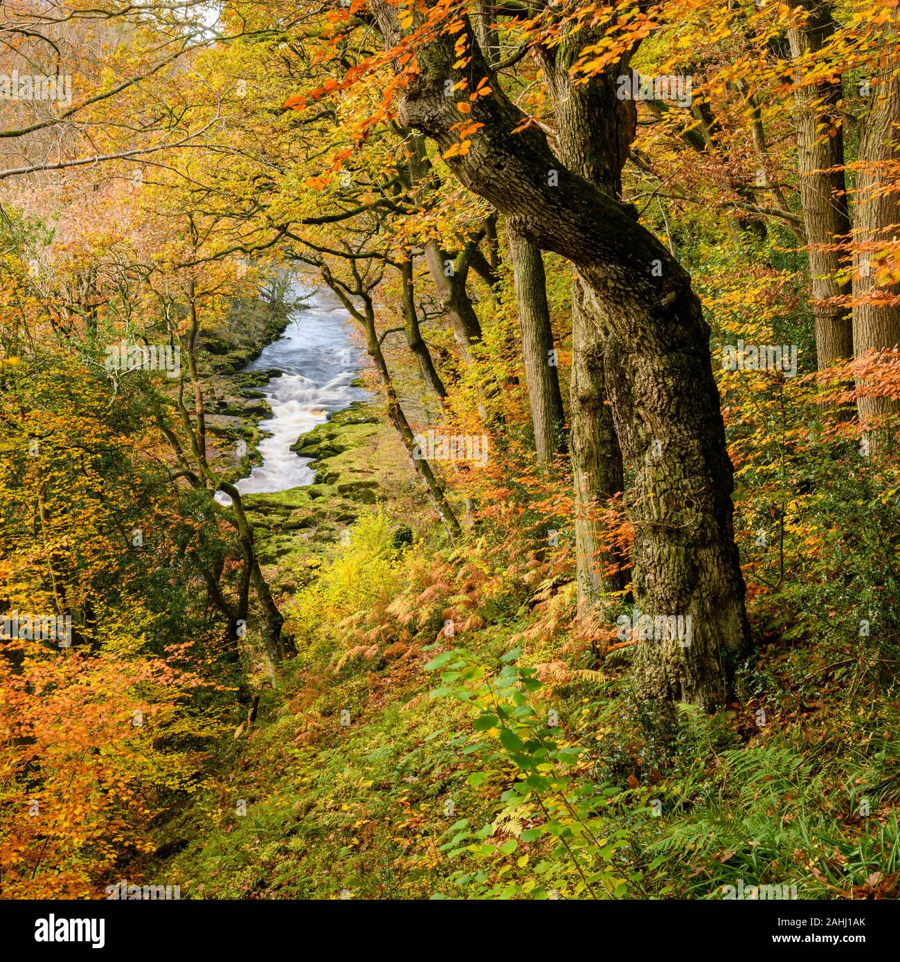 High view of flowing water of River Wharfe in scenic valley & autumn colours of Strid Wood trees - Bolton Abbey Estate, Yorkshire Dales, England, UK. Stock Photo