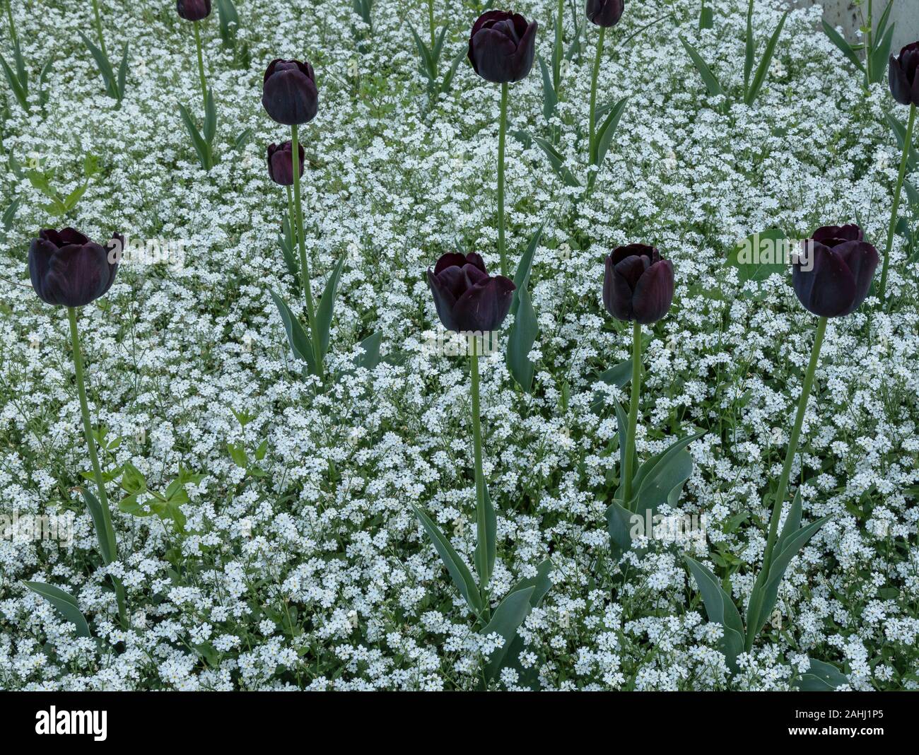 The dark purple tulip, Tulip 'Queen of the Night', planted with white forget-me-not, Myosotis. Central Zagreb, Croatia. Stock Photo