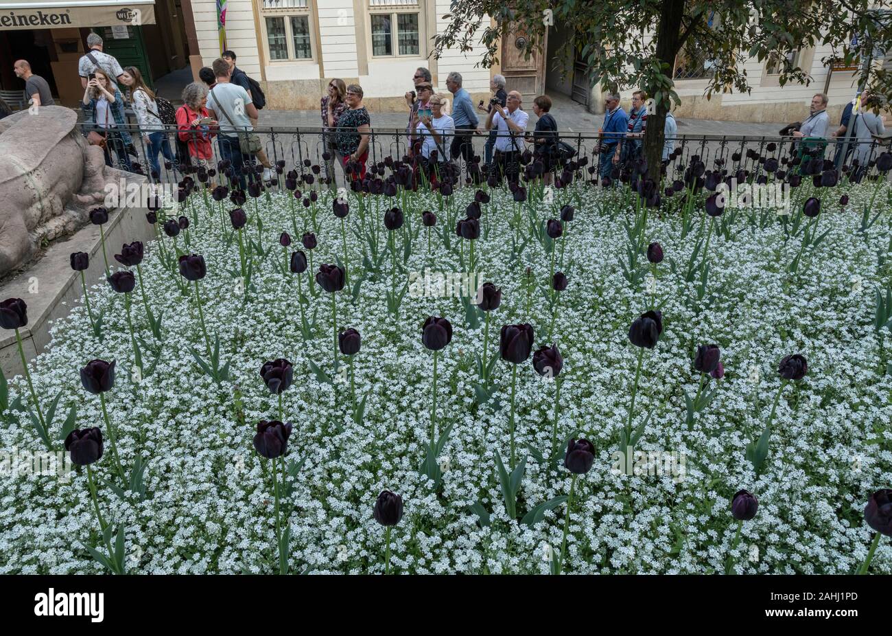 The dark purple tulip, Tulip 'Queen of the Night', planted with white forgert-me-not, Myosotis. Central Zagreb, Croatia. Stock Photo