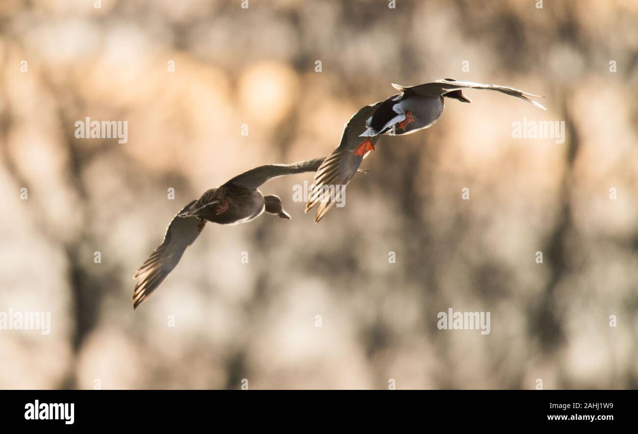 Ronnenberg, Germany. 30th Dec, 2019. Two ducks fly side by side at sunrise over the stacking ponds near Vörie in the Hannover region. Credit: Julian Stratenschulte/dpa/Alamy Live News Stock Photo
