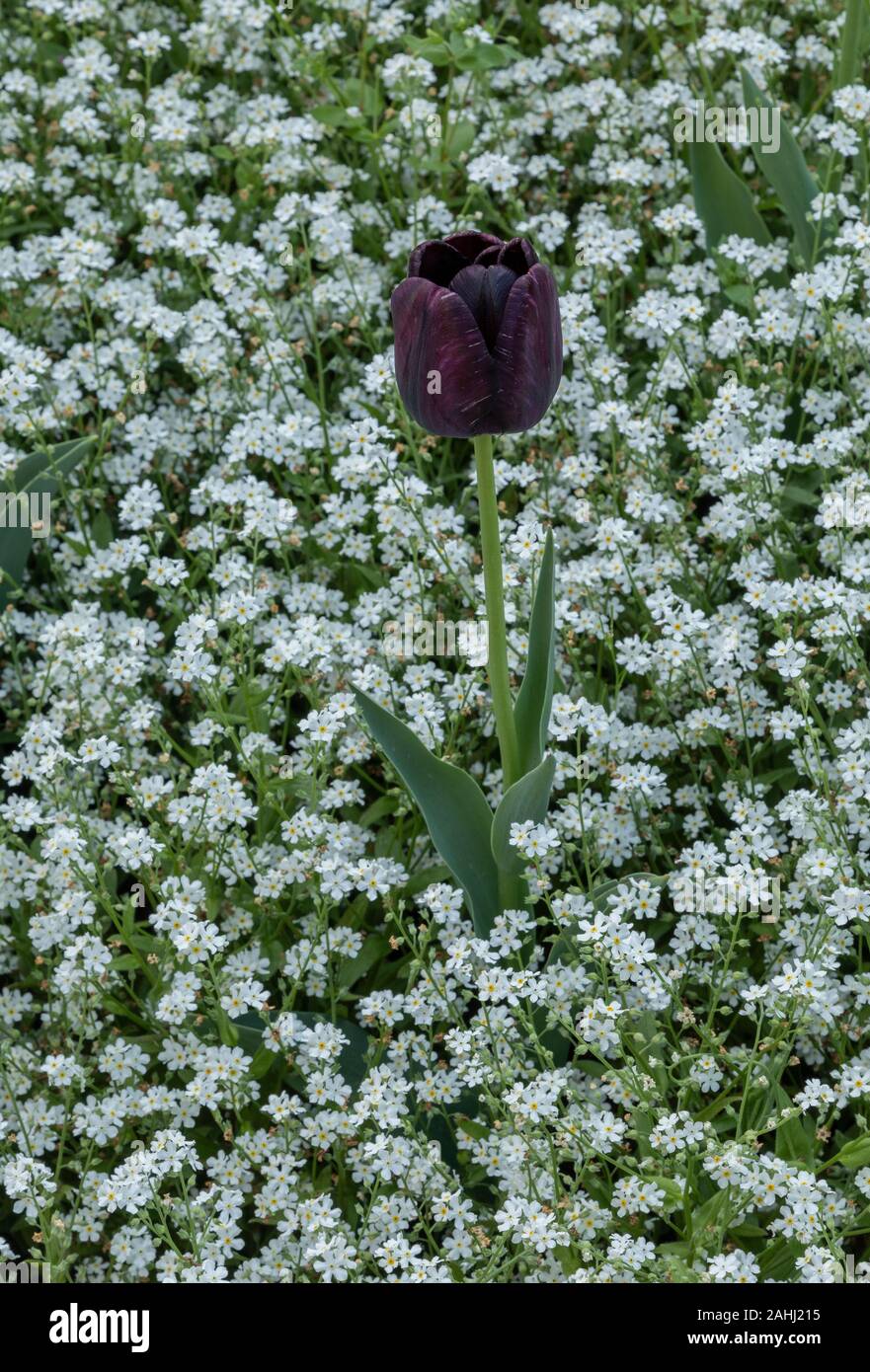 The dark purple tulip, Tulip 'Queen of the Night', planted with white forget-me-not, Myosotis. Central Zagreb, Croatia. Stock Photo