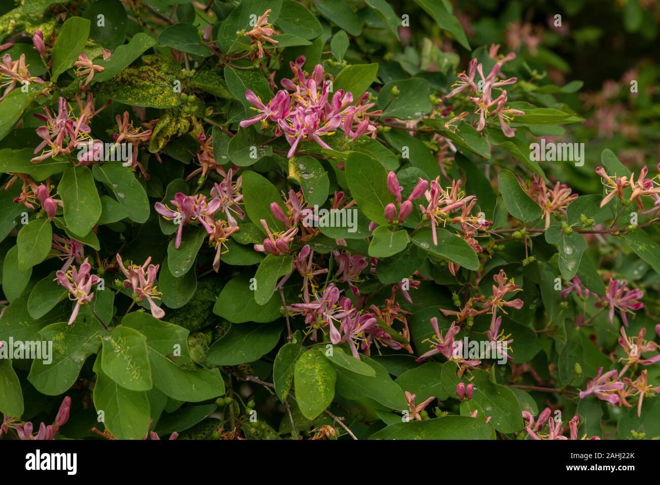 Blue-leaf Honeysuckle, Lonicera korolkowii. In cultivation, from Turkestan. Stock Photo