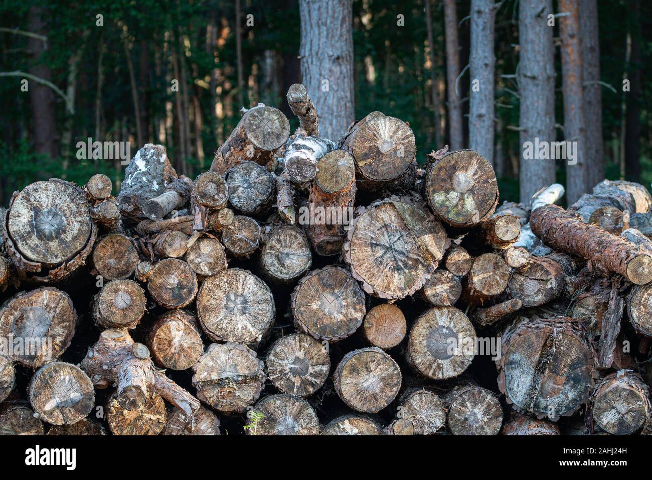 A stack of cut down coppiced tree trunks on Horsell Common in Surrey ...