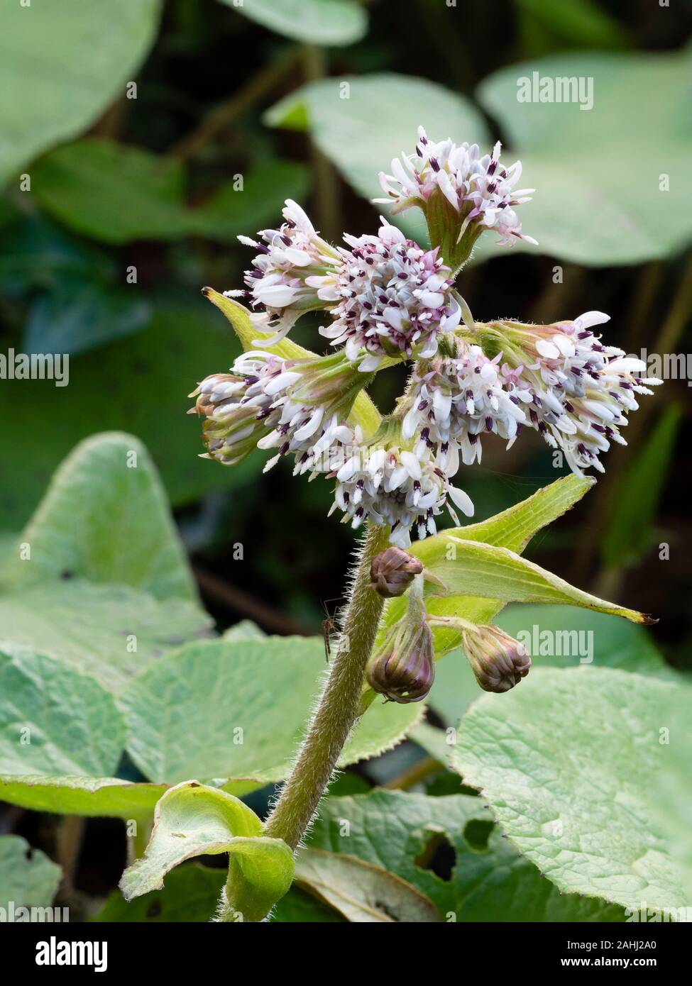 Close up of the flowering head of the fragrant naturalised perennial