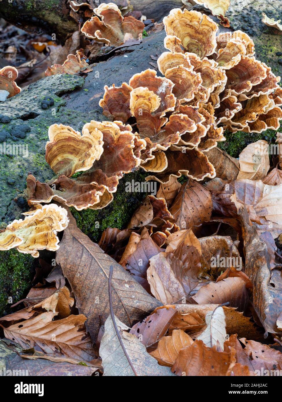 Colourful fans of the turkeytail bracket fungus, Trametes versicolor, on a silver birch log in UK woodland Stock Photo