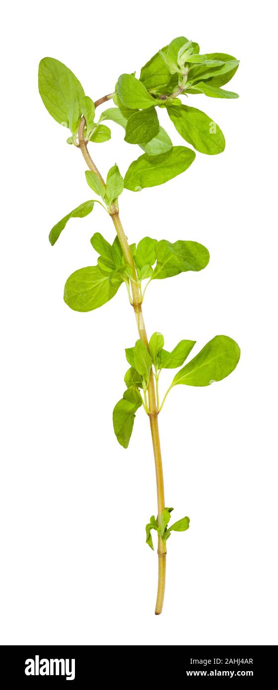 twig of fresh marjoram (Origanum majorana) plant isolated on white background Stock Photo