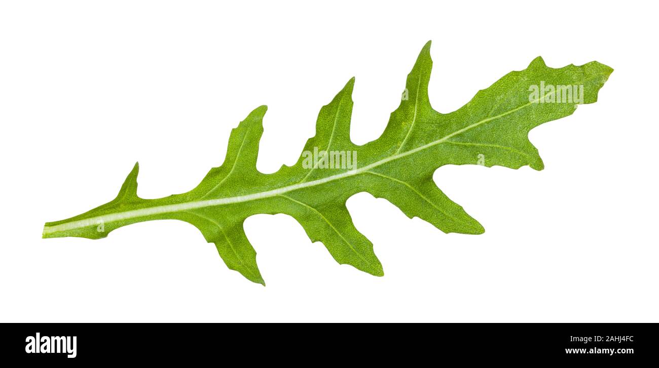 fresh leaf of Arugula (rocket, eruca, rucola) plant isolated on white ...