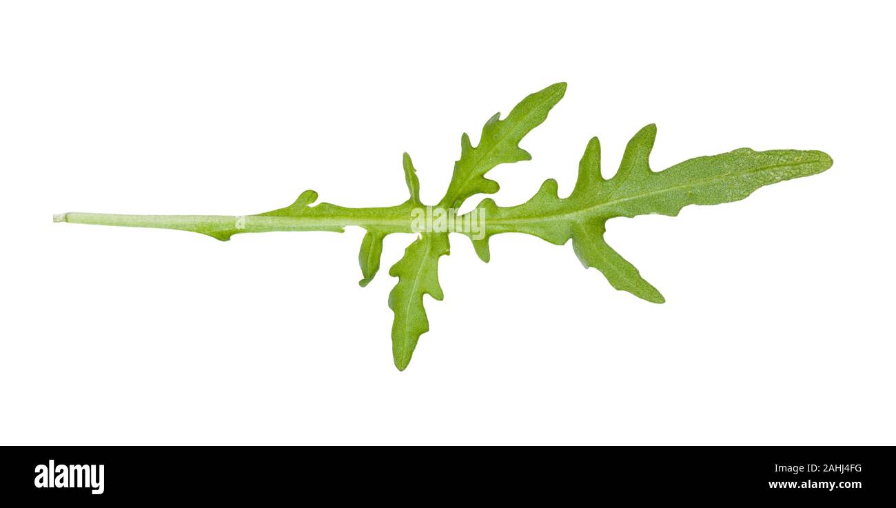 back side of green leaf of Arugula (rocket, eruca, rucola) plant