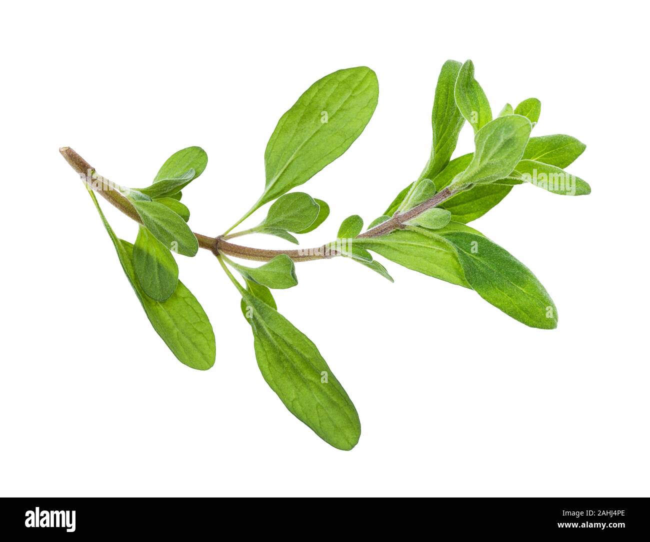 sprout of fresh marjoram (Origanum majorana) herb isolated on white background Stock Photo
