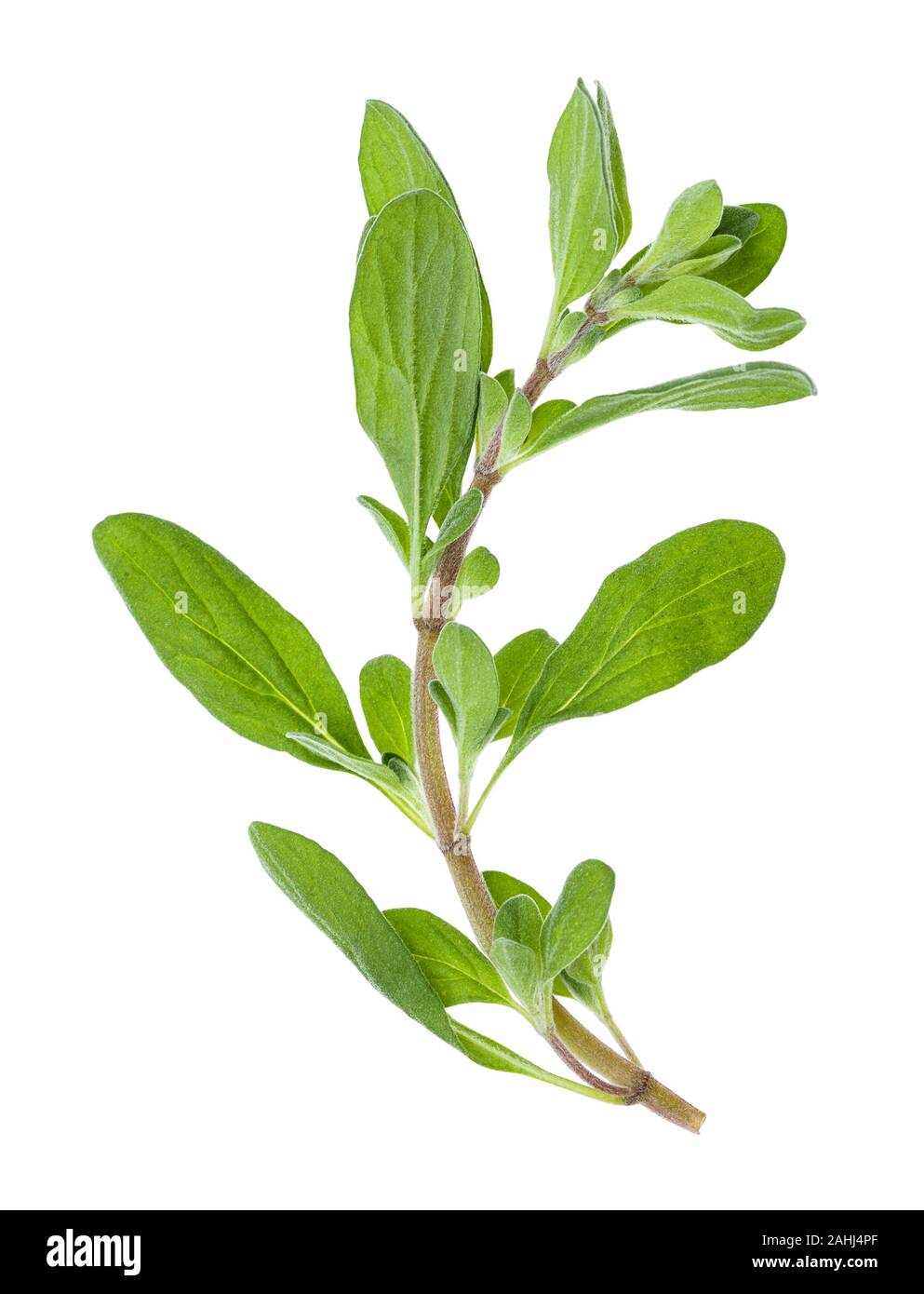 fresh marjoram (Origanum majorana) herb isolated on white background Stock Photo
