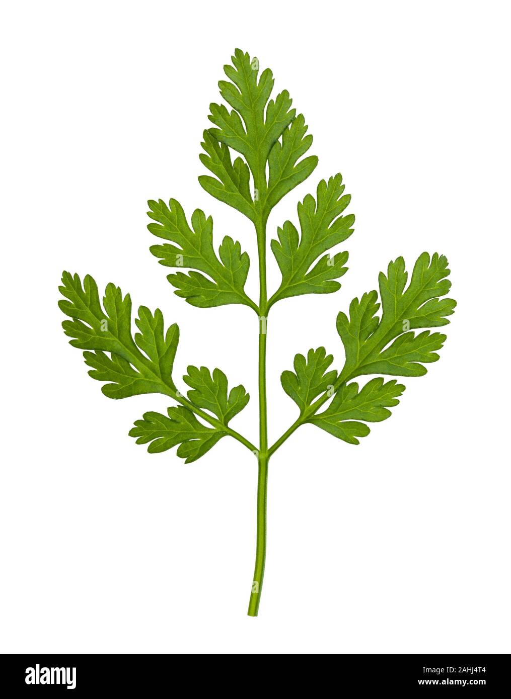 leaves of fresh Chervil (Anthriscus cerefolium, French parsley) herb isolated on white background Stock Photo