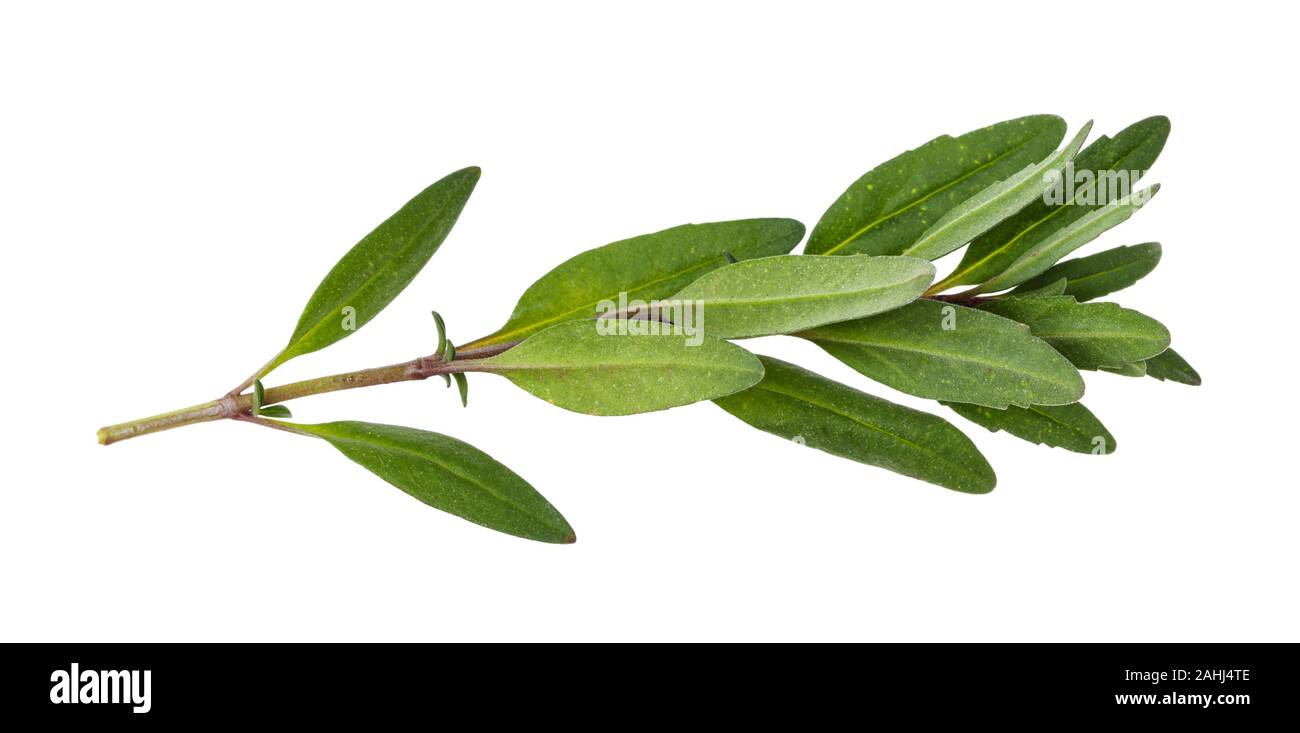 leaves of fresh hyssop (hyssopus) herb isolated on white background Stock Photo