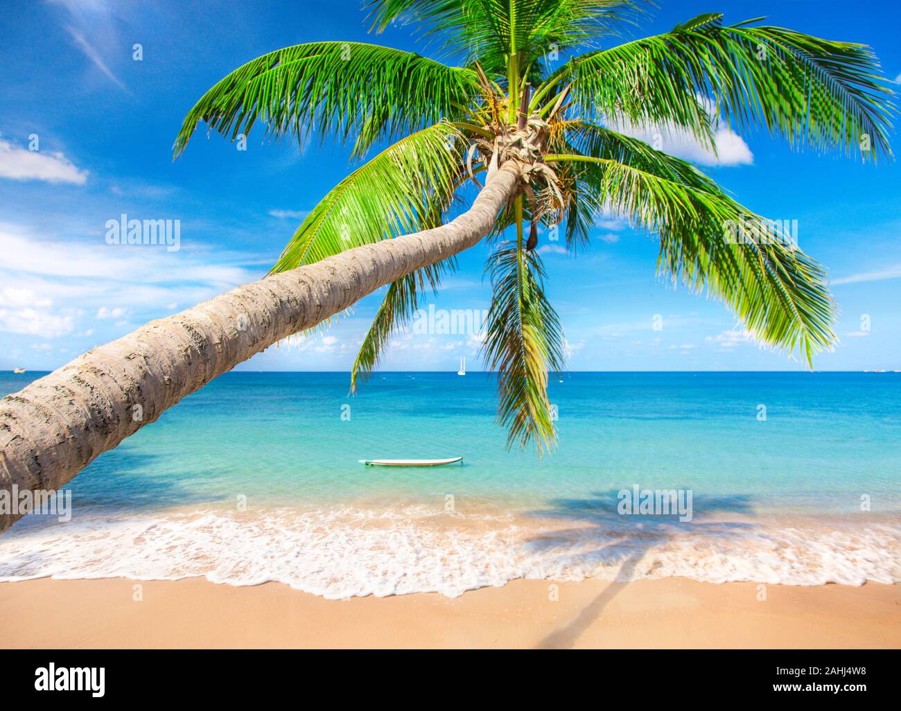 beach and coconut palm tree. Koh Tao, Thailand Stock Photo Alamy