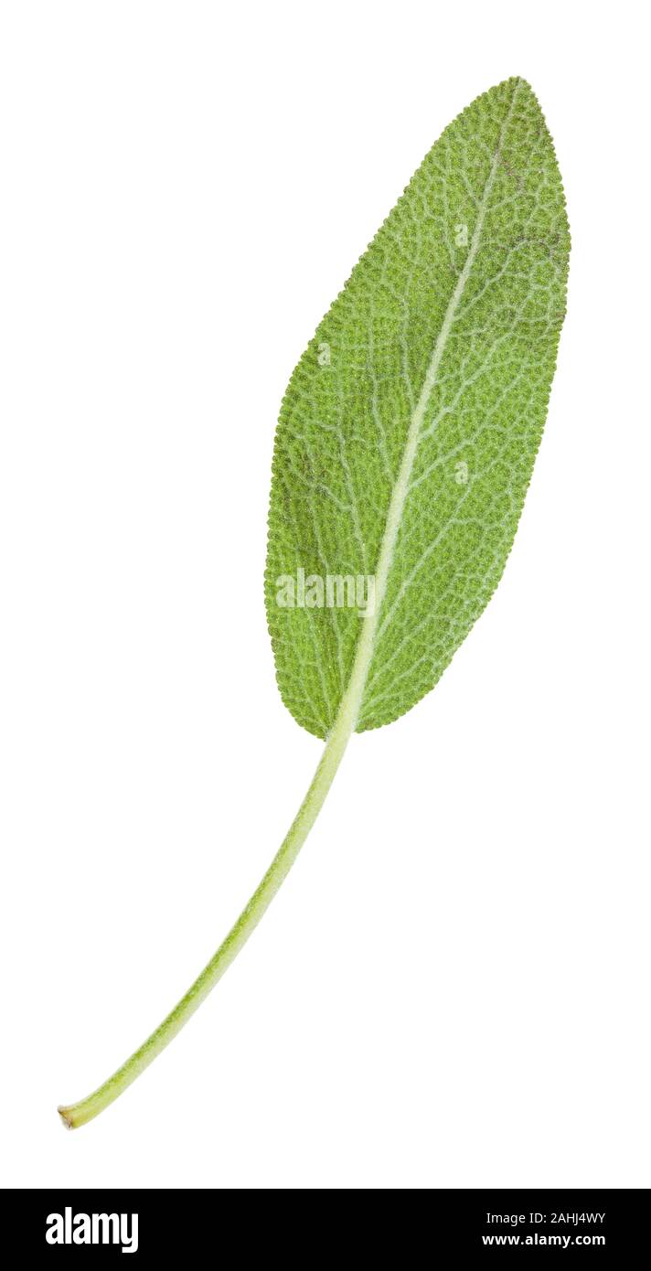 back side of green leaf of sage (salvia officinalis) herb isolated on white background Stock Photo