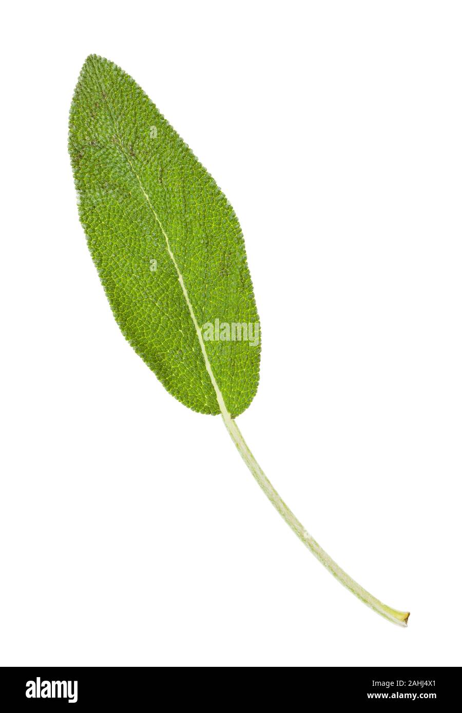 green leaf of sage (salvia officinalis) herb isolated on white background Stock Photo