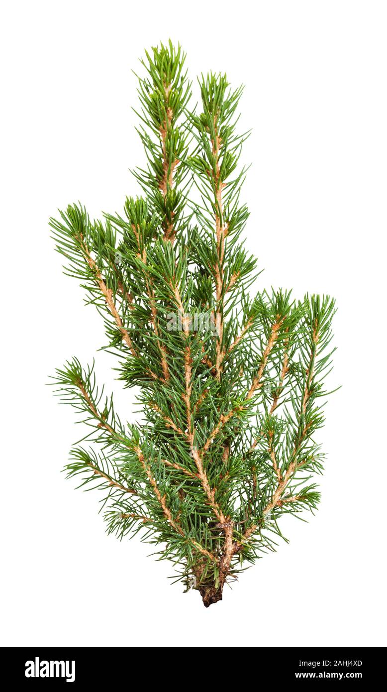 branches of natural spruce ( white spruce, picea glauca conica) isolated on white background Stock Photo