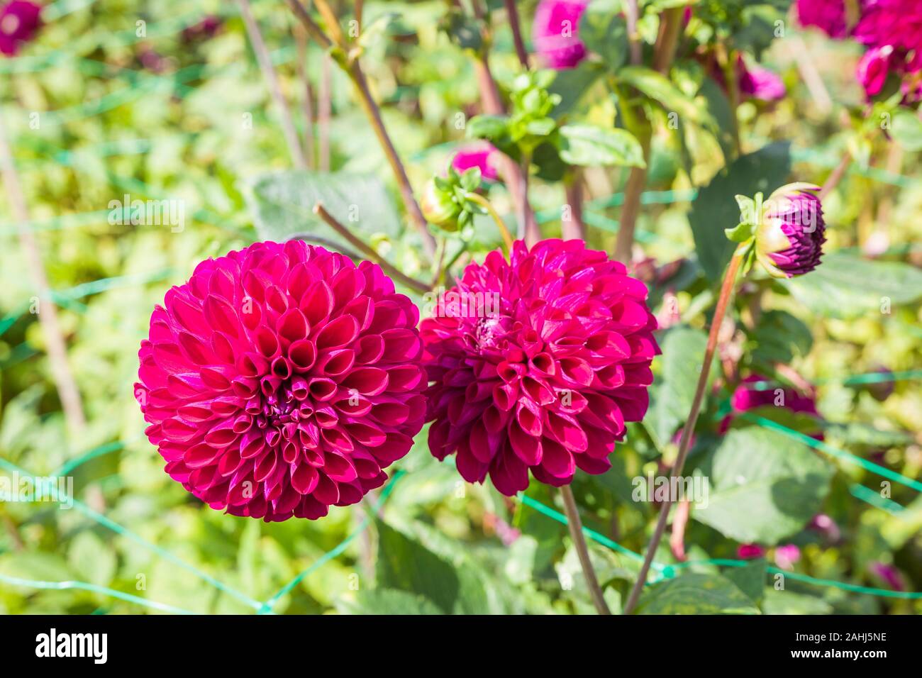 A small Ball-type of Dahlia Barberry Monitor showing neat compact petals in an English garden in September Stock Photo