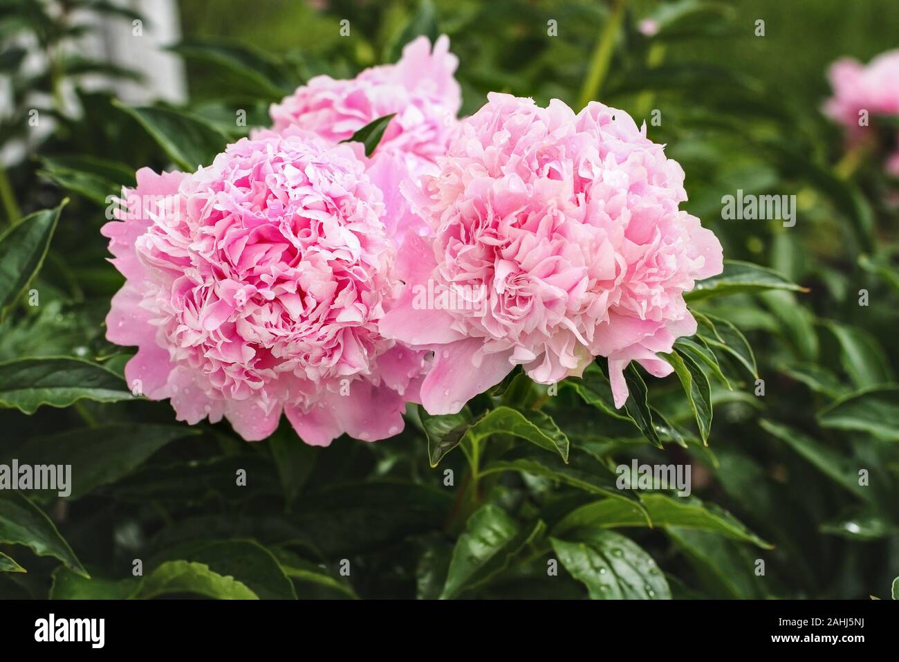 Cluster of three beautiful blooming pink Peony flowers in center of plants. Selective focus with blurred background. Stock Photo