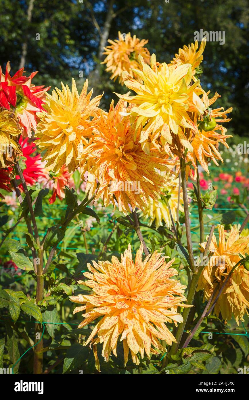 Dahlia F Du Diable has unusual reddish flecks or streaks on each petal. This plant shows how older flowers age and would normally be cut off to promot Stock Photo