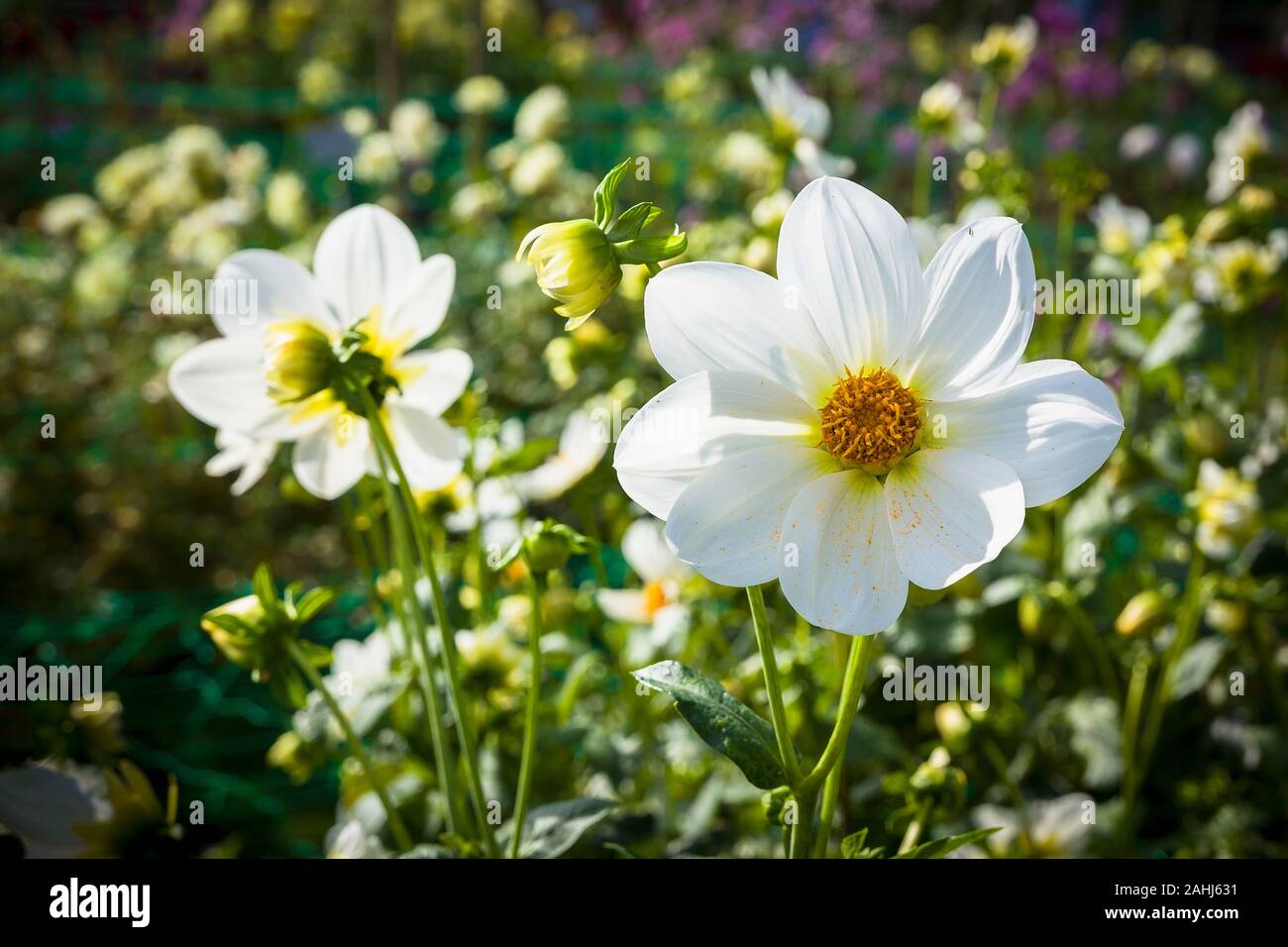 Single white flowers of Dahlia Daisy in early Autumn in UK Stock Photo