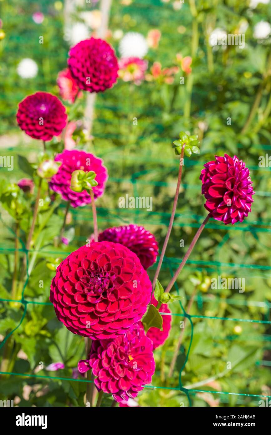 Dark red flowers of Dahlia Ivanetti - a miniature ball-type - flowering in early Autumn in UK Stock Photo