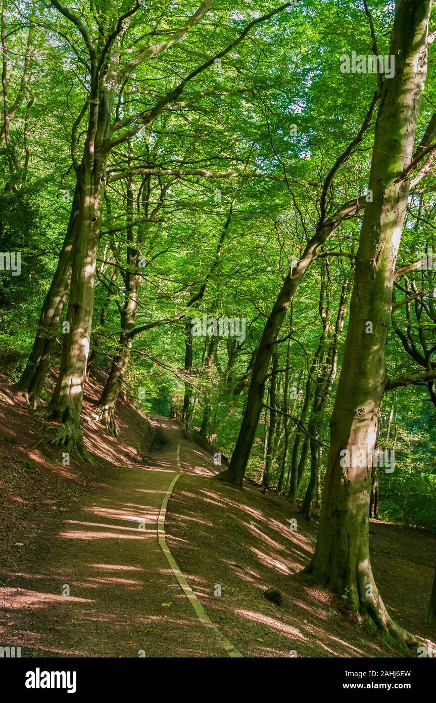 Dense tree cover in Limb Valley, ancient woodland near Sheffield, in