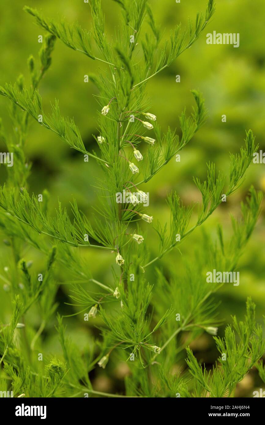 Slender leaved asparagus hires stock photography and images Alamy