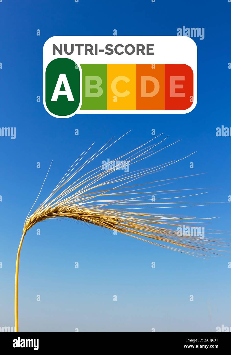 Ein Getreidefeld mit Gerste wartet auf die Ernte. Symbolfoto für Landwirtschaft und gesunde Ernährung. Einzelne Ähre, blauer Himmel, Nutri-Score Siege Stock Photo