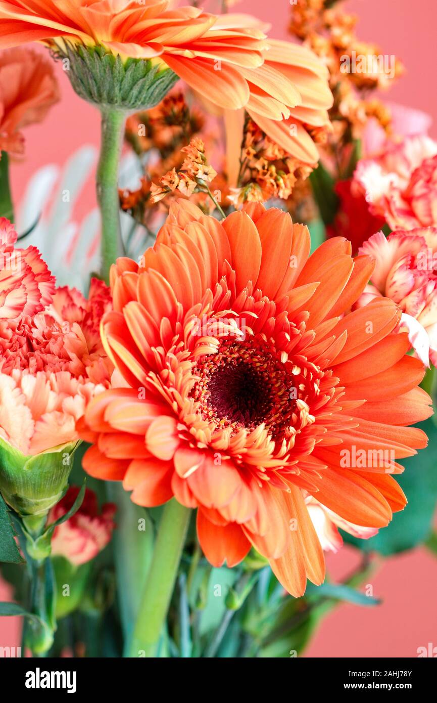 Selective focus of a beautiful coral colored Gerbera Daisy among other like colored flowers such as Carnations and Statice. Blurred background. Stock Photo