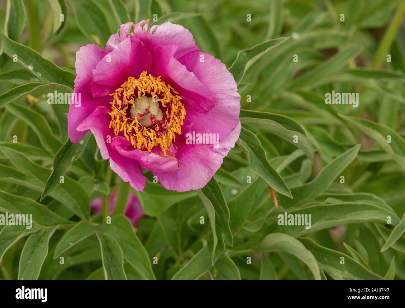 Woodland peony, Paeonia obovata, in flower in cultivation. From east Asia. Stock Photo