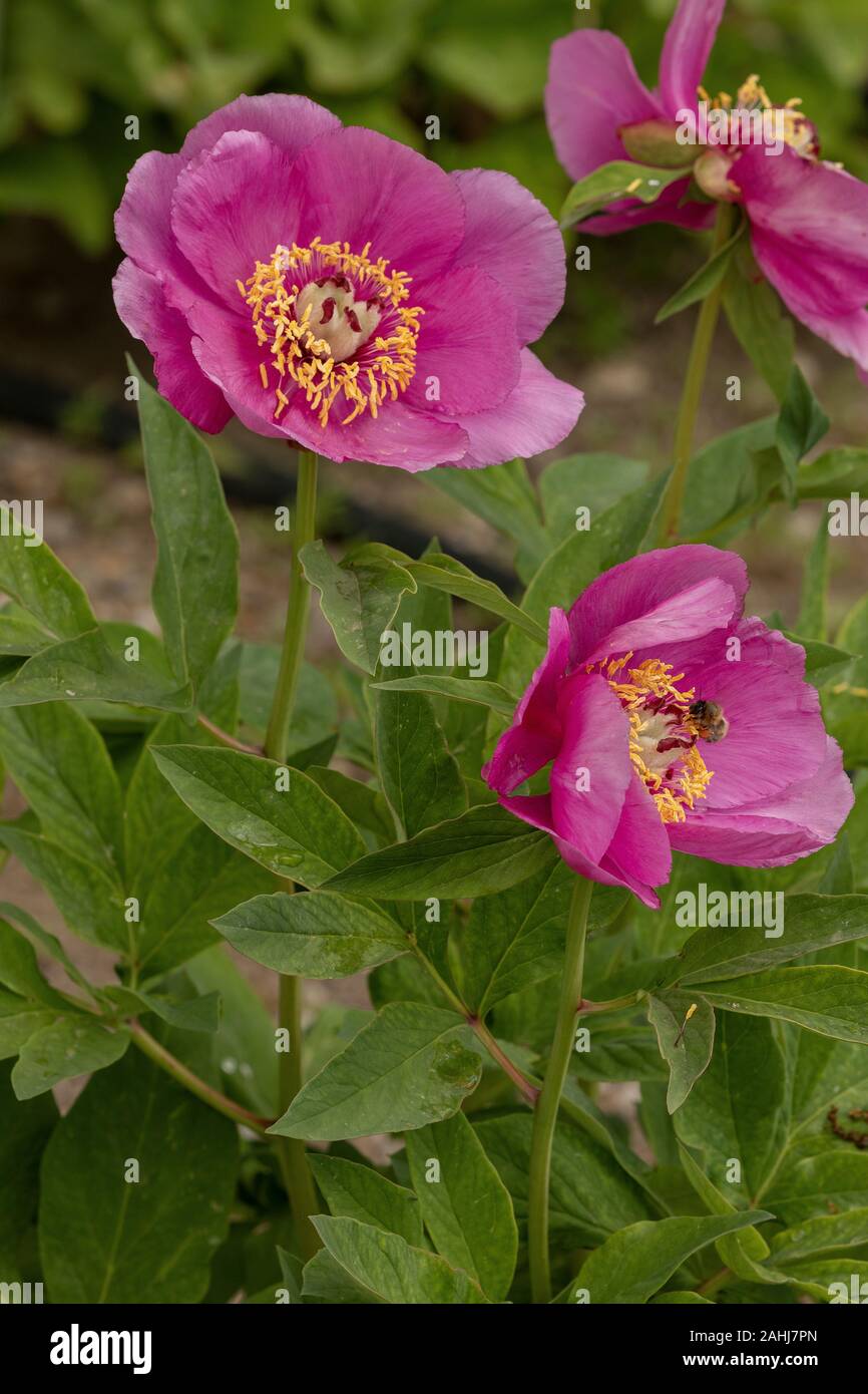 Woodland peony, Paeonia obovata, in flower in cultivation. From east Asia. Stock Photo