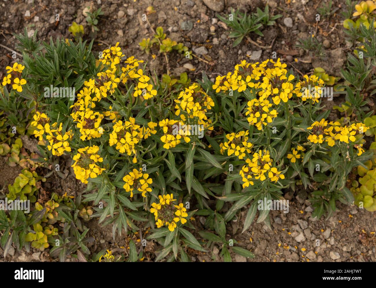Erysimum 'Golden Gem' in cultivation. Stock Photo