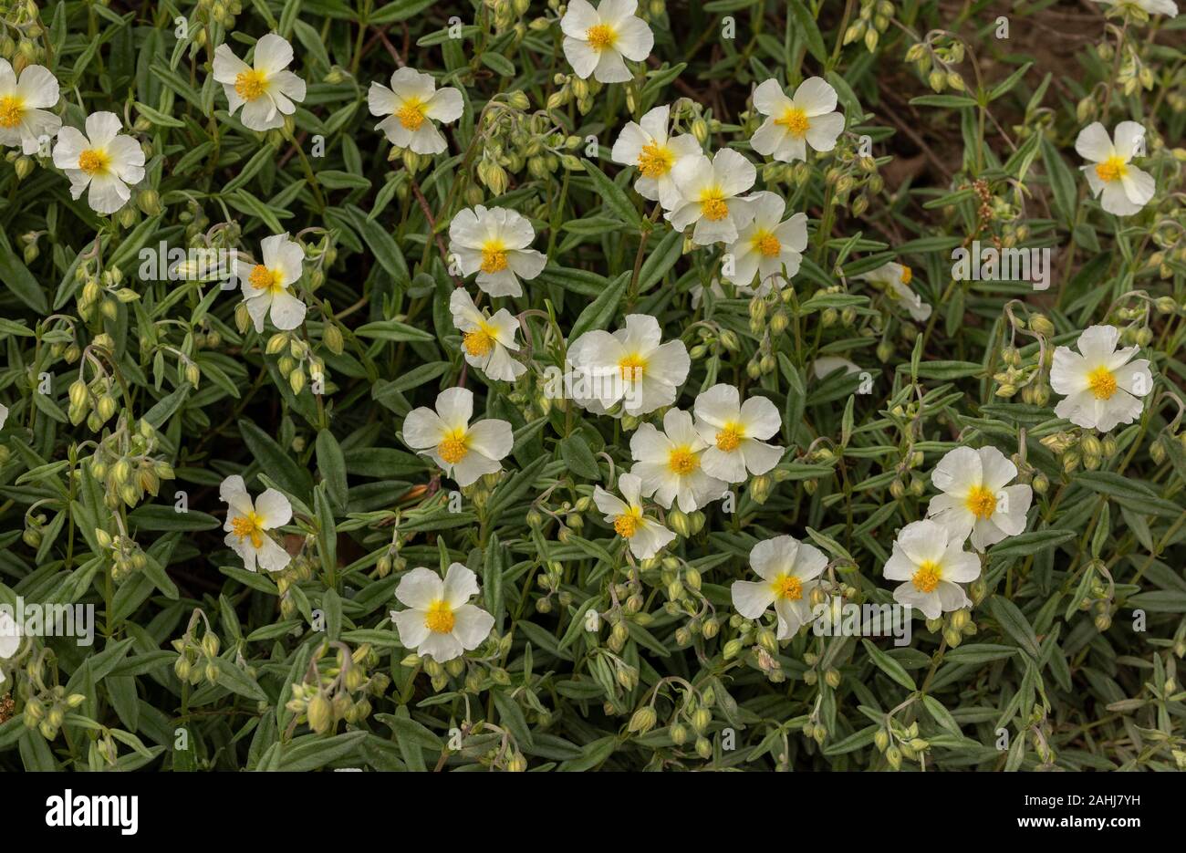White rock-rose, Helianthemum apenninum, in flower. Uk rarity. Stock Photo
