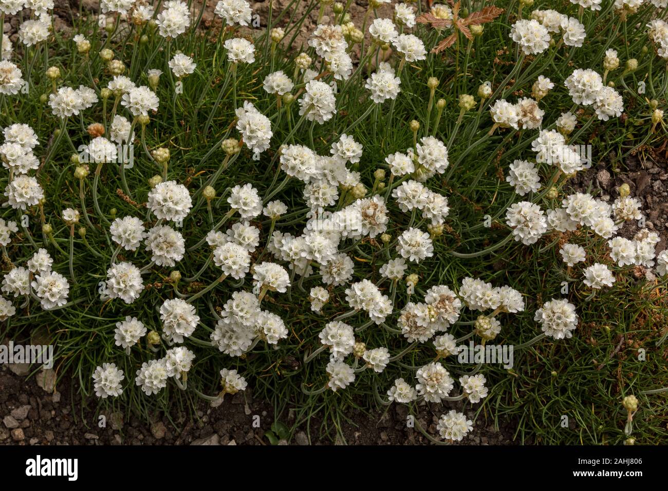 White form of Thrift; Armeria maritima 'alba', in cultivation. Stock Photo