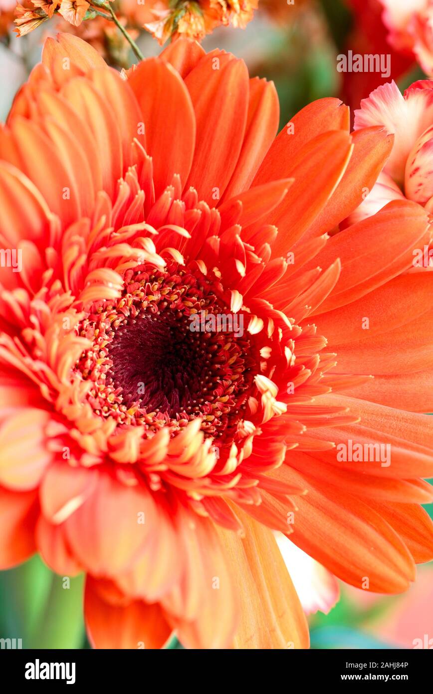 Selective focus of a beautiful abstract macro of a coral colored Gerbera Daisy with water drops over a pink background. Copy space for your text. Top Stock Photo