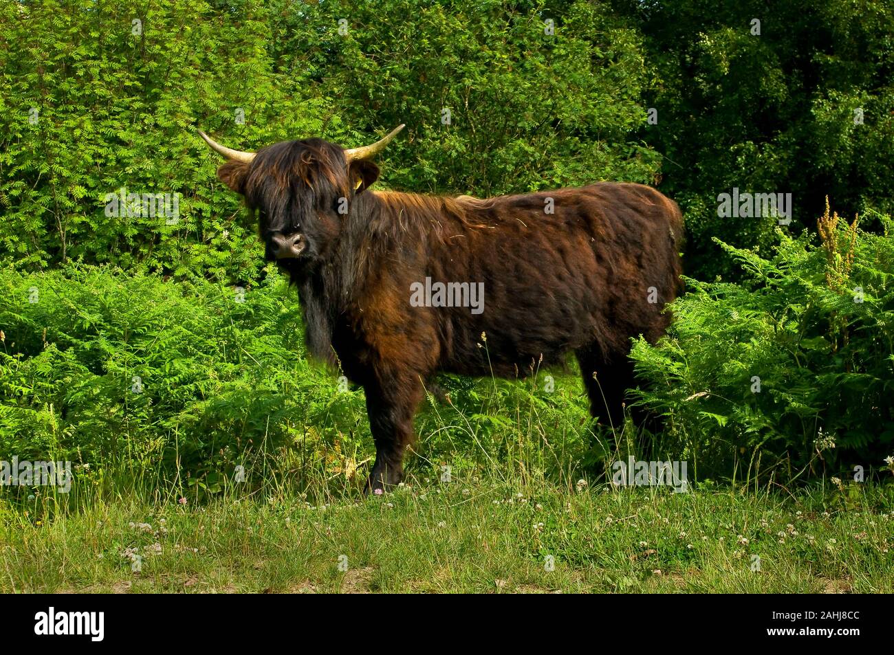 Chocolate brown Highland cattle with cream horns standing in bracken Stock Photo