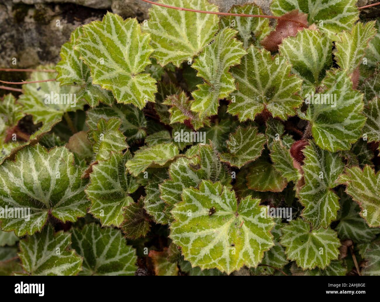 Leaves of Creeping saxifrage, Saxifraga sarmentosa; garden plant, from China. Stock Photo