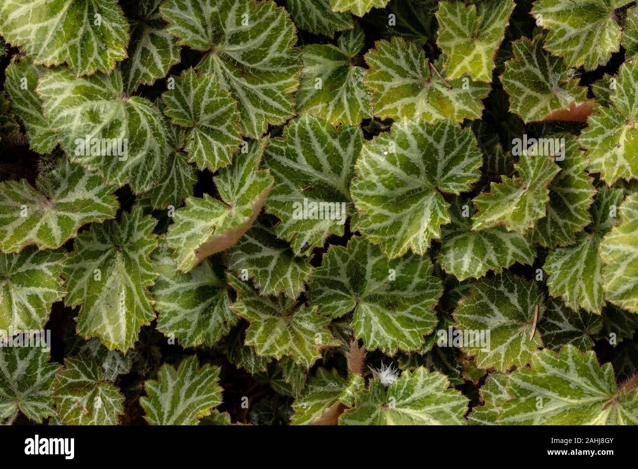 Leaves of Creeping saxifrage, Saxifraga sarmentosa; garden plant, from China. Stock Photo