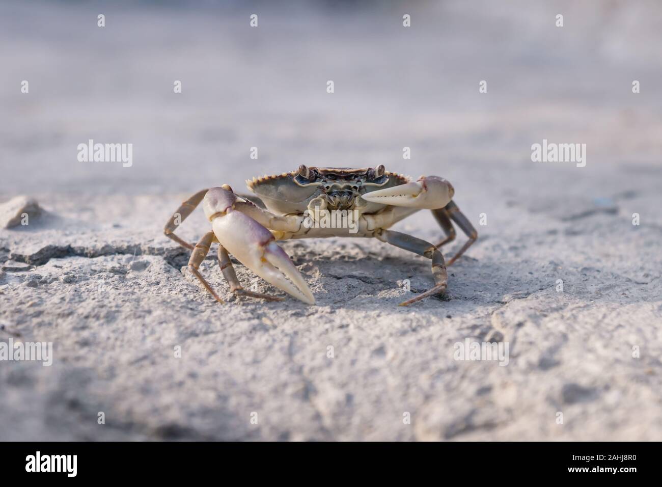 Yellow purple lake crab holding up one claw on stone floor in sunlight ...