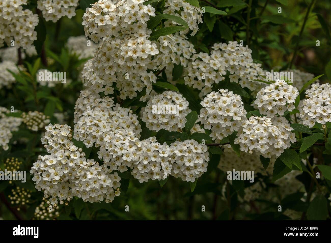 Reeves spirea hi-res stock photography and images - Alamy