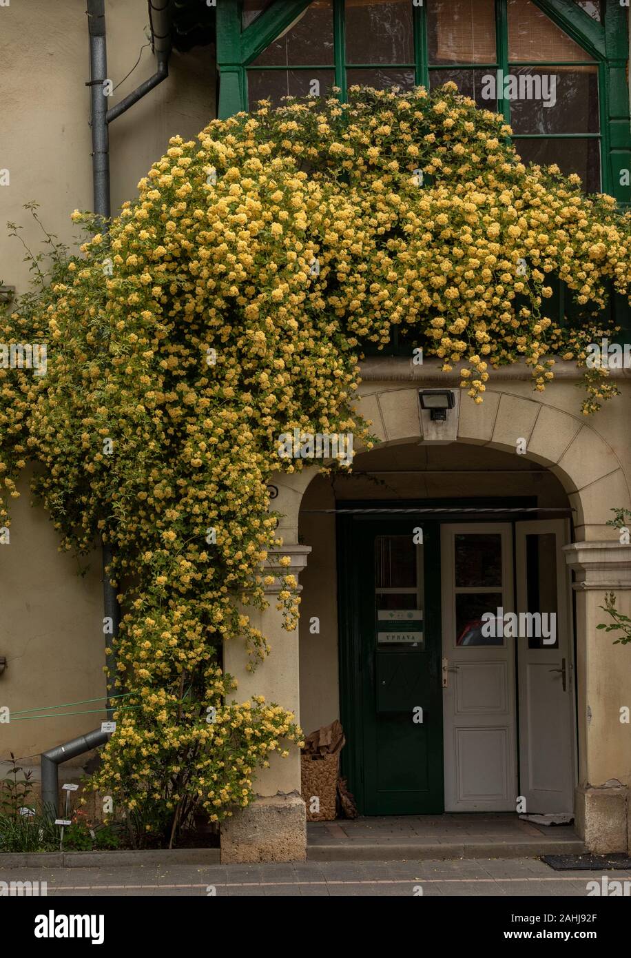 yellow Lady Banks' rose, Rosa banksiae 'Lutea',  planted around a doorway in Zagreb Botanic Garden. Stock Photo