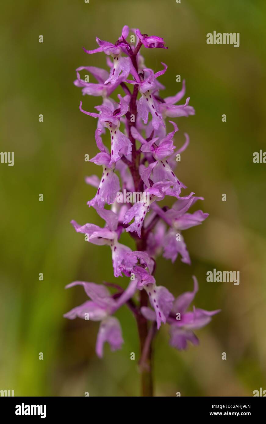 Eastern Early Purple Orchid, Orchis ovalis, in flower on woodland edge, north Croatia. Stock Photo
