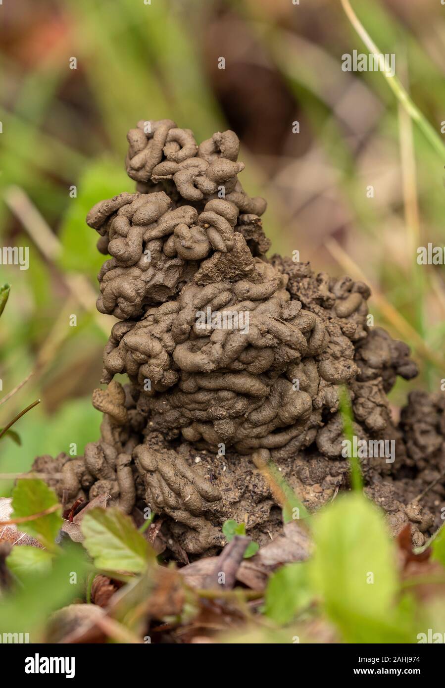 Tall Earthworm wormcasts in limestone grassland. Stock Photo