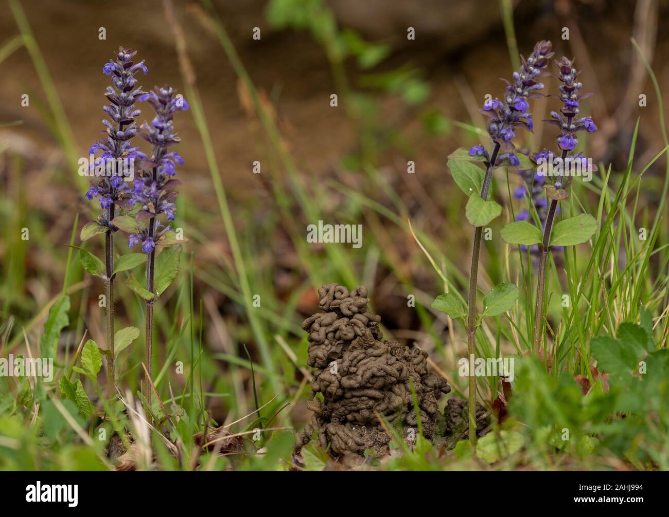 Tall Earthworm wormcasts in limestone grassland with Bugle flowers. Stock Photo