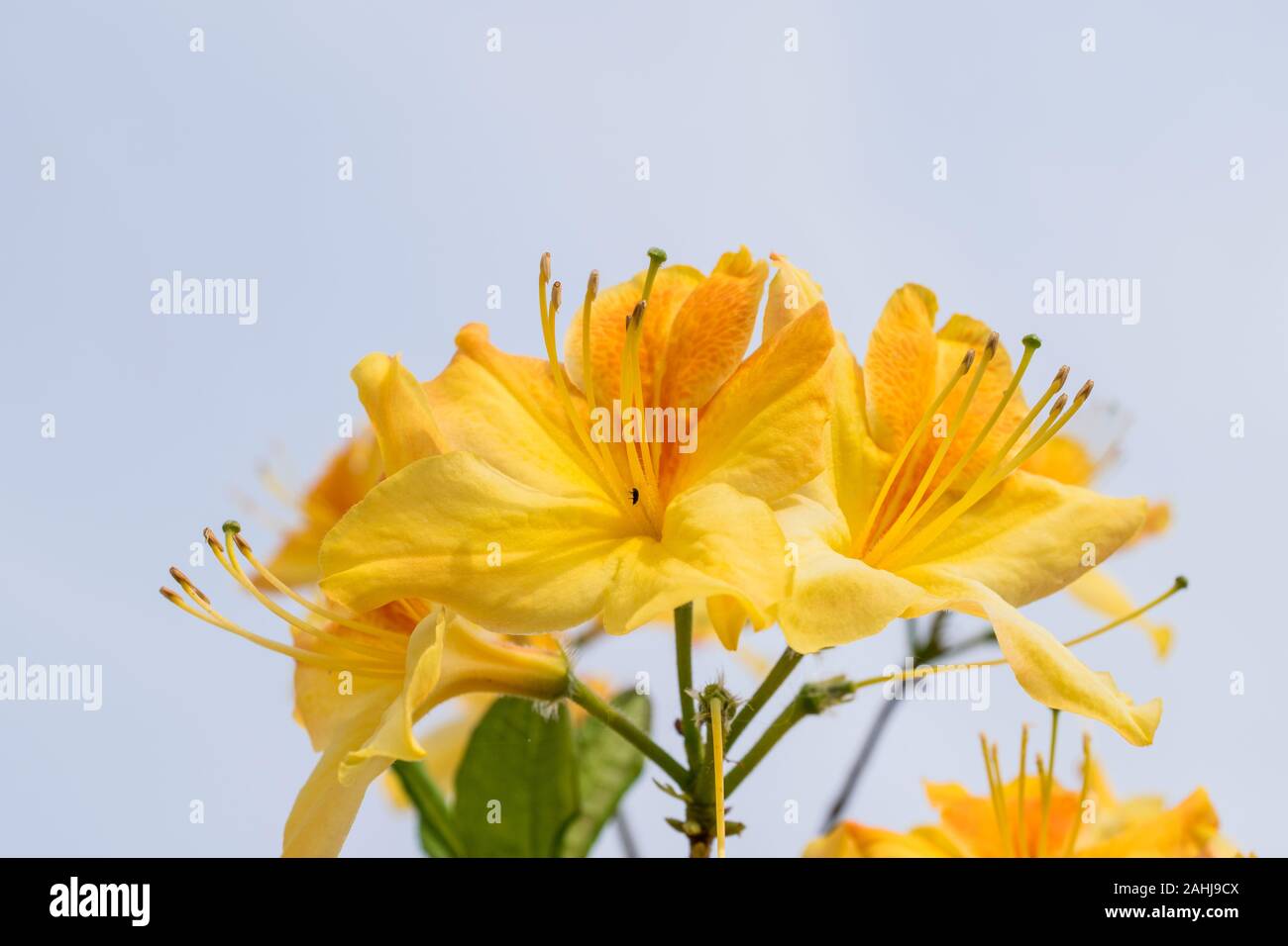 isolated yellow flower of azalea mollis Stock Photo