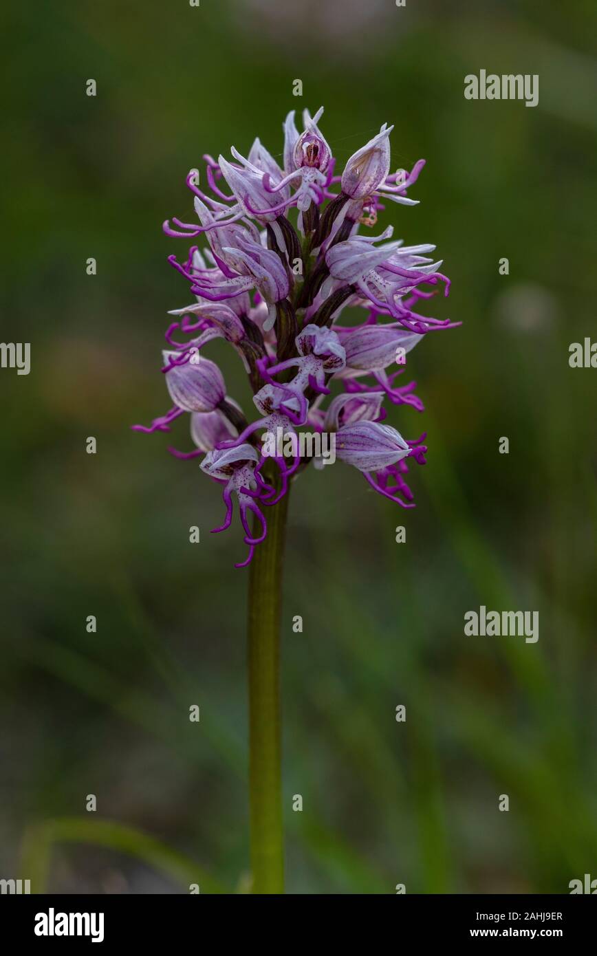 Monkey Orchid, Orchis simia in flower in limestone grassland. Croatia. Stock Photo