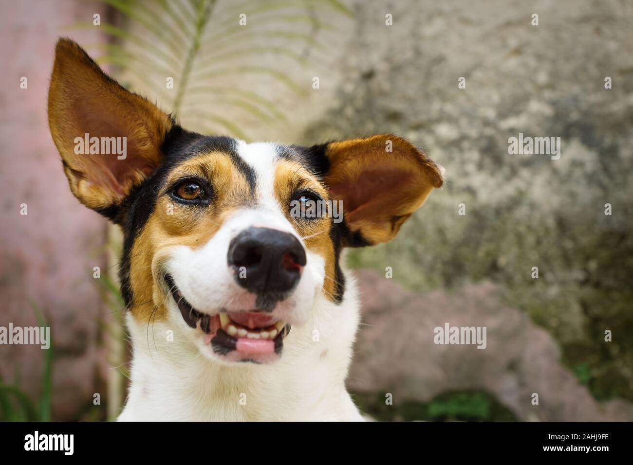 Smiling dog with white, orange and black spots lying in natural garden Stock Photo