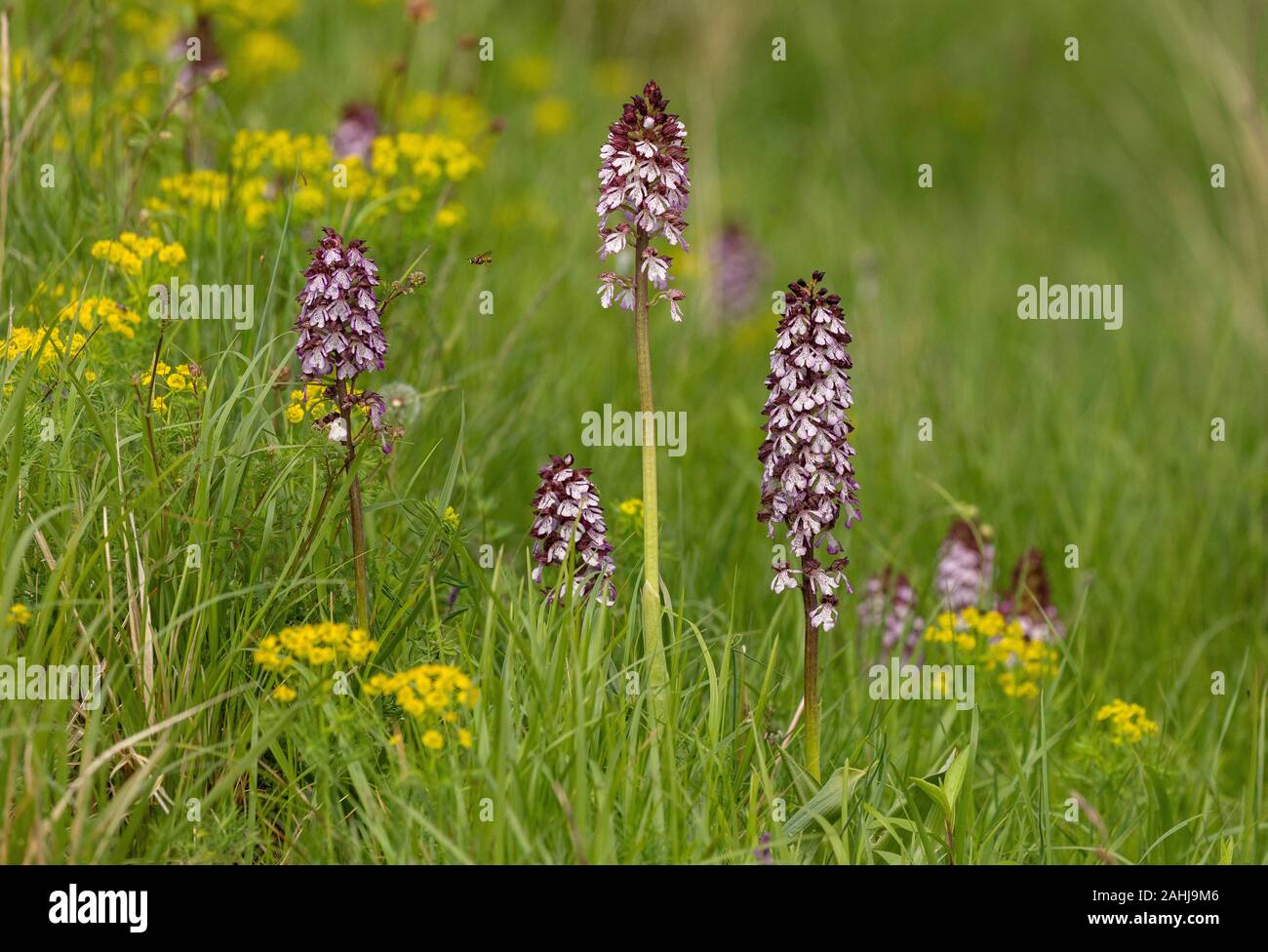 Lady Orchid, Orchis purpurea, in limestone grassland, Croatia. Stock Photo